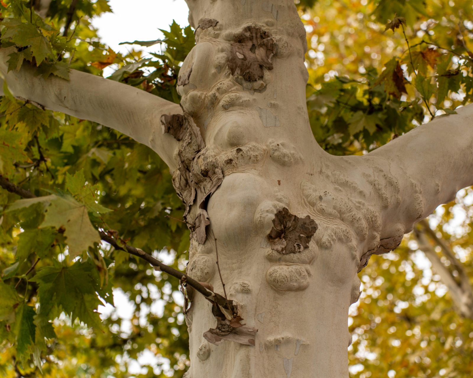 Pourquoi faire appel à un professionnel pour l’élagage d’un arbre platane à Chambray-lès-Tours à côté de Saint-Cyr-sur-Loire en Indre-et-Loire ?