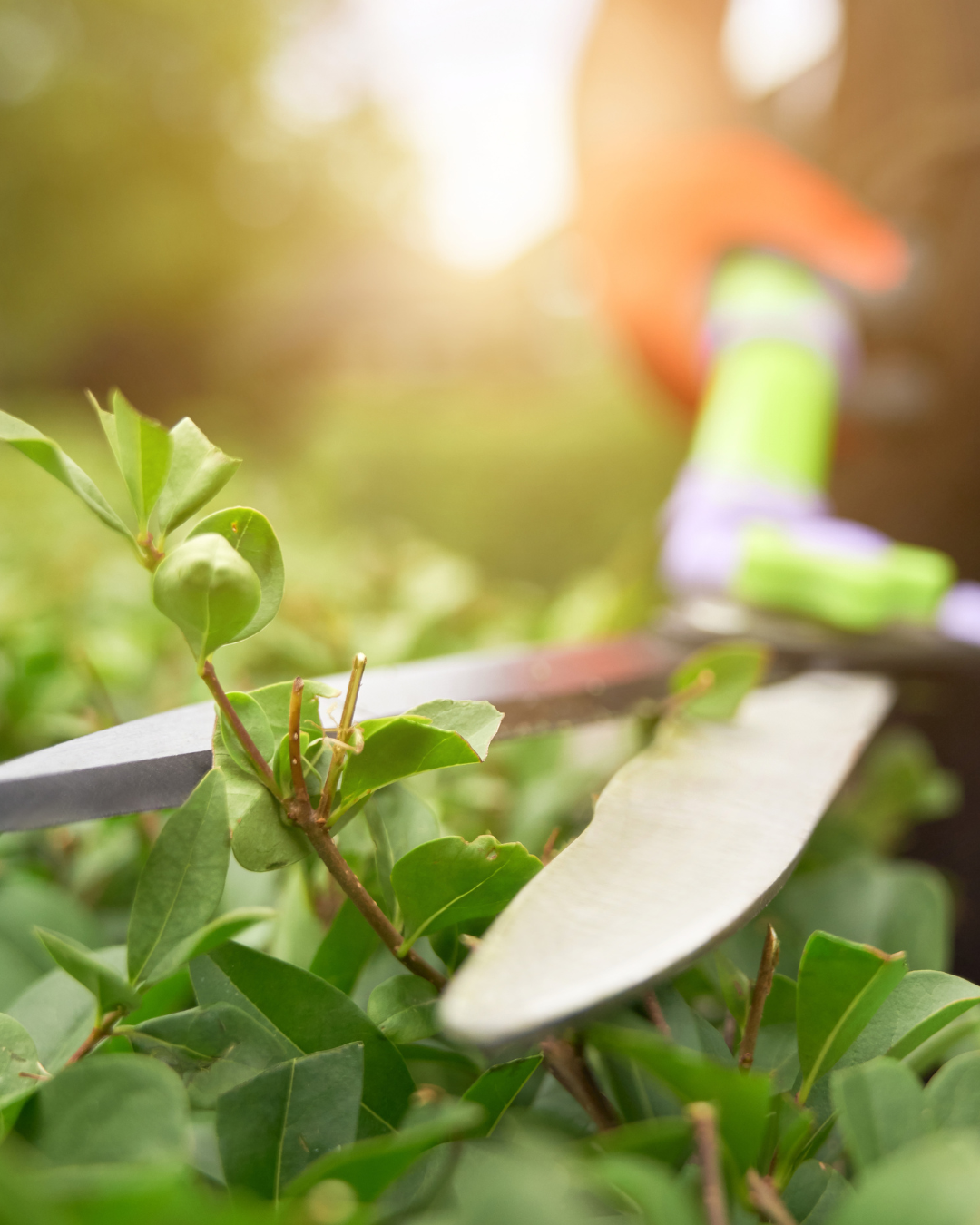 Conseils pour entretenir vos haies à Saint-Avertin en Inde-et-Loire