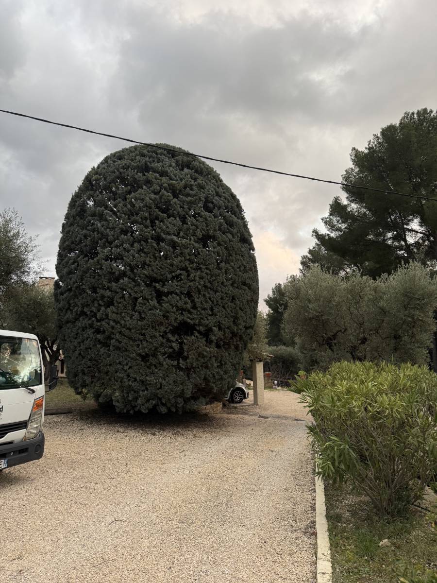 Cyprès taillé