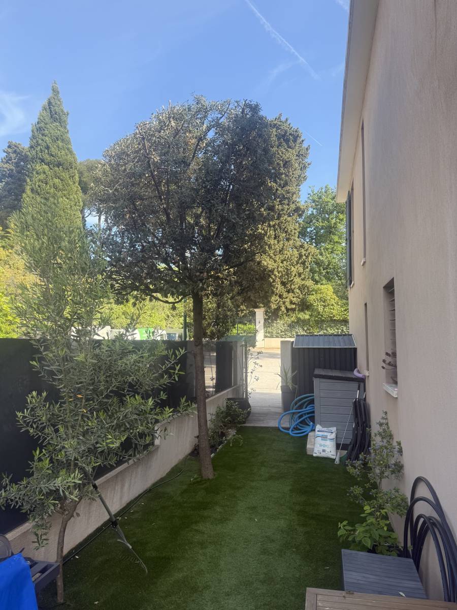 Taille d’un chêne à proximité de Tours en Indre-et-Loire