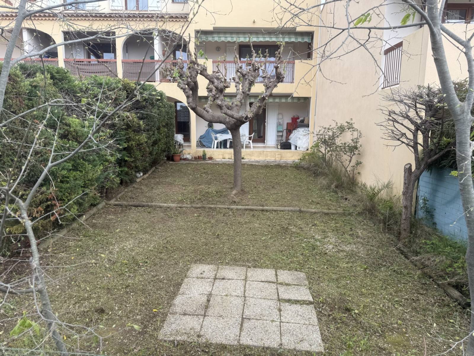 Taille d’un murier platane à Saint Cyr sur Loire en région Centre Val de Loire