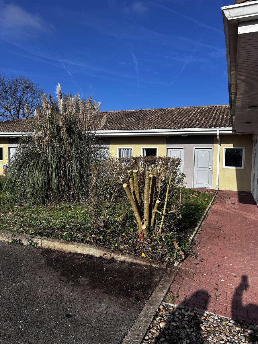 Taille de 2 troènes à Véretz à côté de Montlouis-sur-Loire