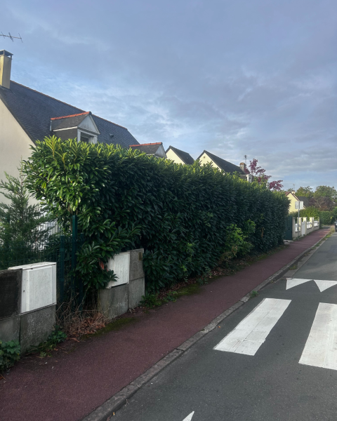 Travaux d’entretien d’une haie de laurier palme à Chambray-lès-Tours dans les environs de Saint-Avertin