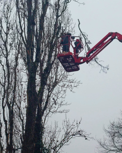Abattage de trois peupliers à l’aide d’une nacelle à Loches à côté de Tours