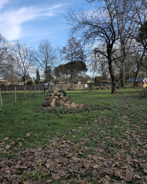 Abattage d’un cyprès à Larçay à côté de Chambray-lès-Tours