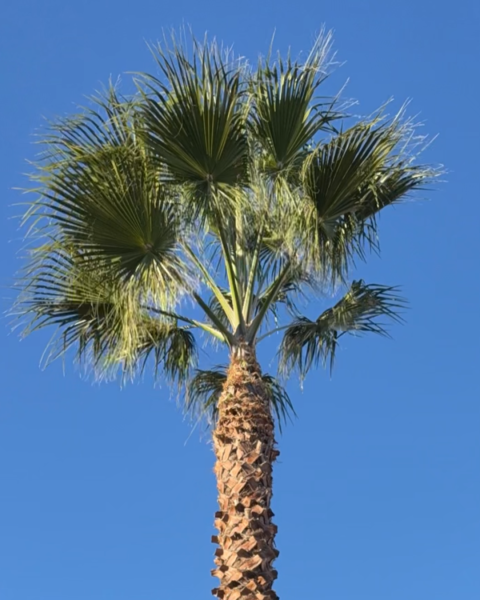 Taille d’un palmier et traitement contre le charançon et le papillon, à Saint Cyr sur Loire à côté de Tours