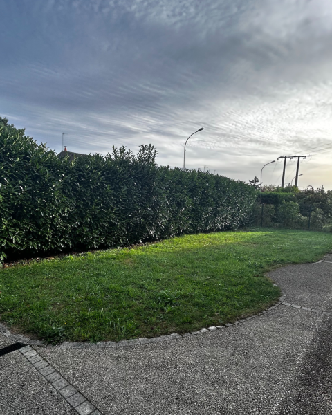 Taille d'un laurier palme à Chambray-lès-Tours près de Saint-Avertin