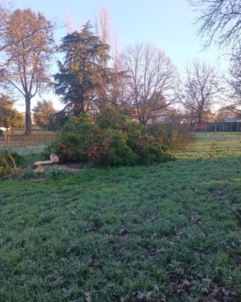 Abattage d'un vieux cyprès à Larçay à côté de Tours