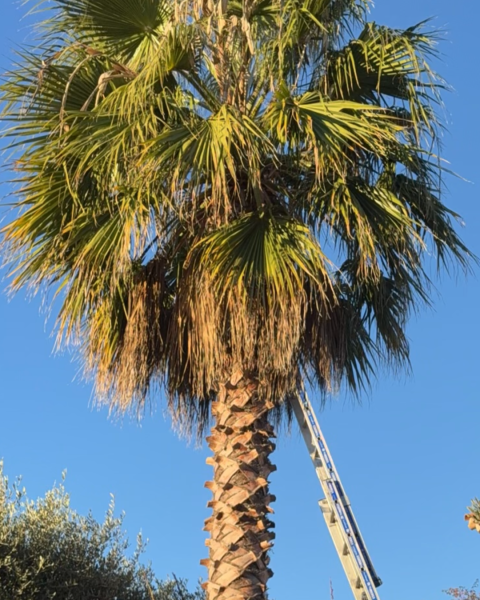 Palmier avant la taille