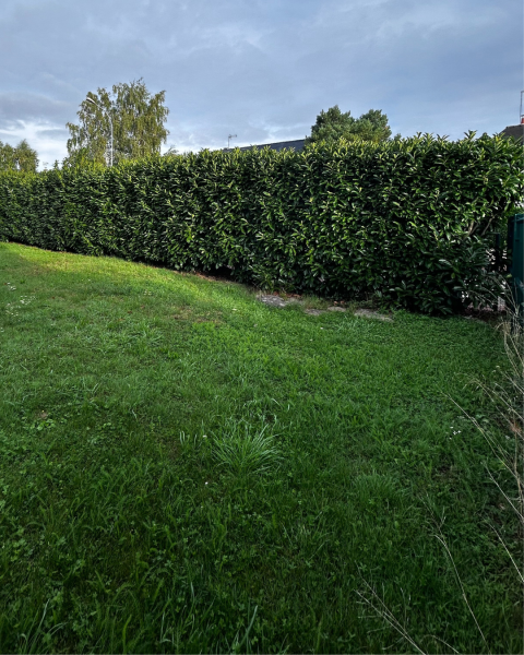 Taille et entretien d’une haie de laurier palme à Chambray-lès-Tours près de Saint-Avertin