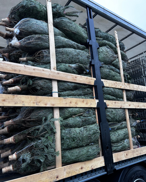 Achat de sapin Nordmann avec livraison à domicile à Chambray lès Tours près de Saint Avertin dans le 37
