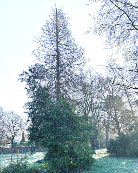 Contacter un jardinier pour abattre un arbre imposant à Larçay près de Amboise