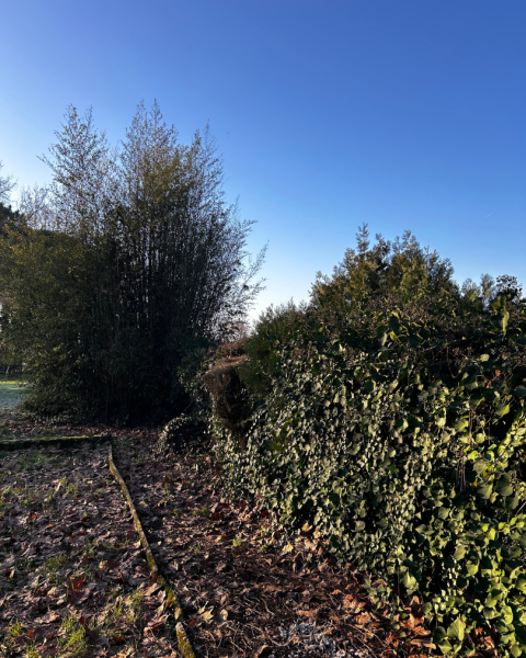 Haie envahissante avant notre intervention pour abattage à Larçay près de Tours