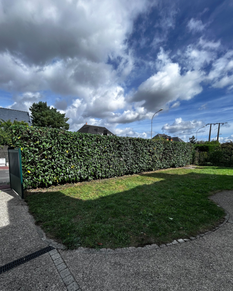 Taille de haie de laurier palme à Chambray-lès-Tours dans le secteur de Saint-Avertin