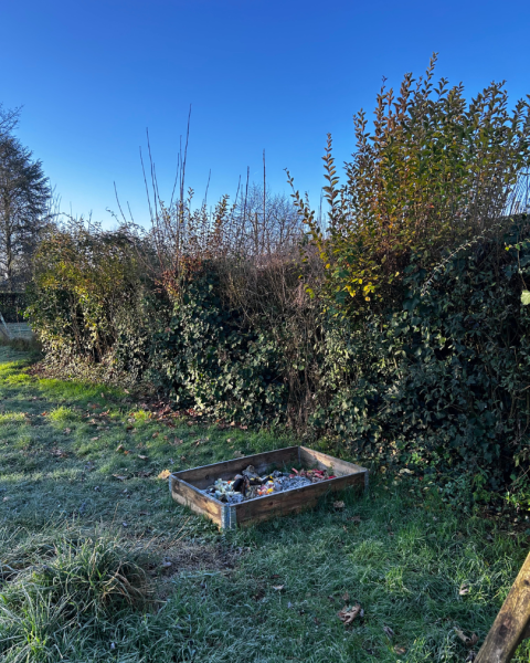 Haie non entretenue avant notre passage pour abattage et désouchage à Larçay près de Saint-Avertin