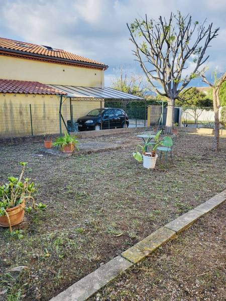 Élagage d'un arbre micocoulier à Hyères près de Toulon dans le Var