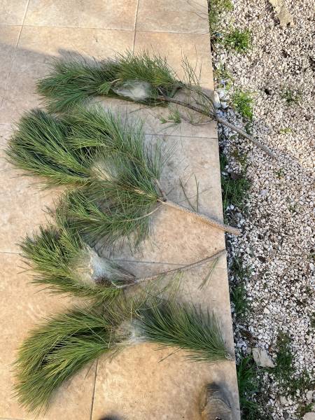 Que faire si vous avez des chenilles processionnaires dans vos pins : traitement et intervention dans le Var 83