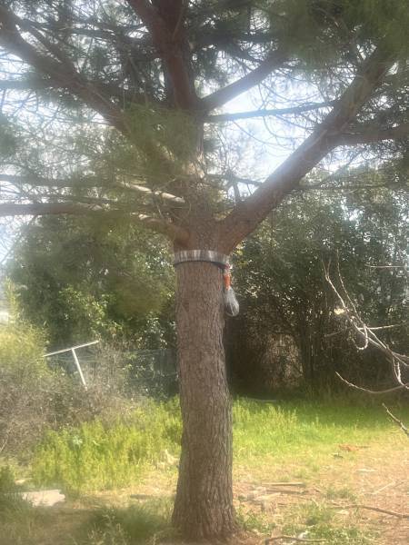 Destruction de nids de chenilles processionnaires dans des pins