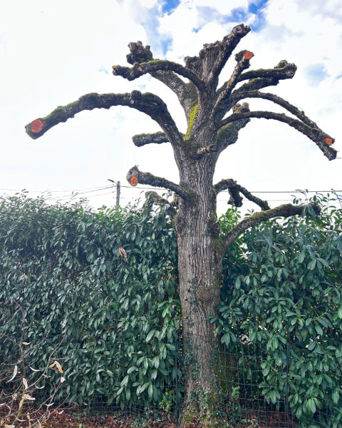 Élagage d’un tilleul par notre entreprise de jardiniers professionnels à Saint-Avertin près de Amboise