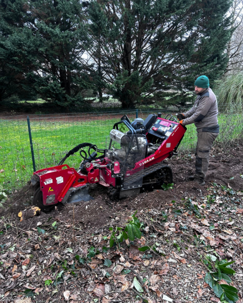 Abattage d’une haie avec rognage des souches à Larçay à côté de Saint-Avertin