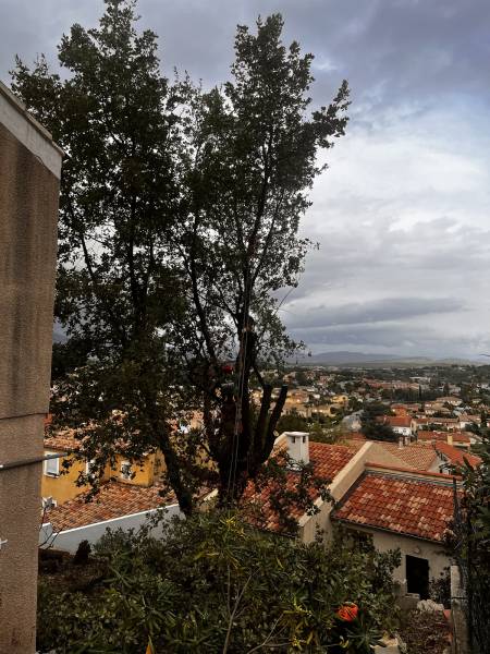 Taille sévère par un jardinier professionnel sur un chêne dans un jardin à la Crau près de Toulon