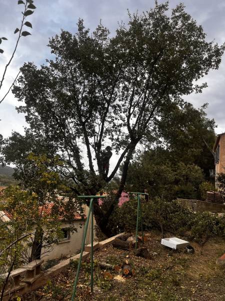 Arbre chêne à tailler dans le 83