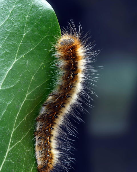 Dangers et solutions efficaces contre les chenilles processionnaires à Tours en Indre-et-Loire