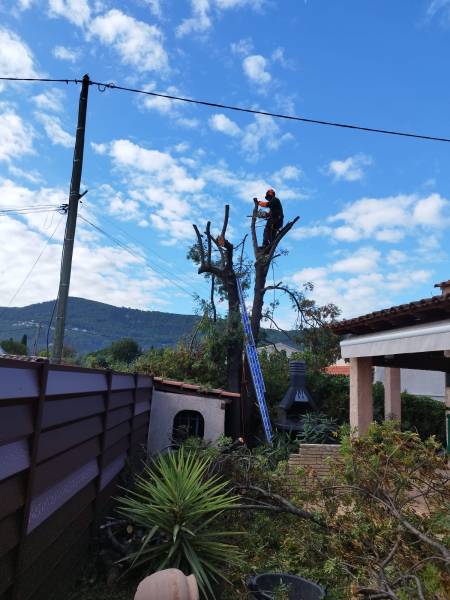 Prix jardinier élagage arbre dans le Var