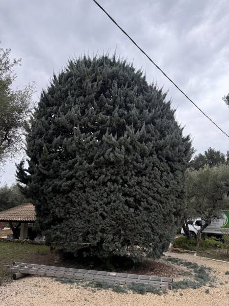 Cyprès avant la taille