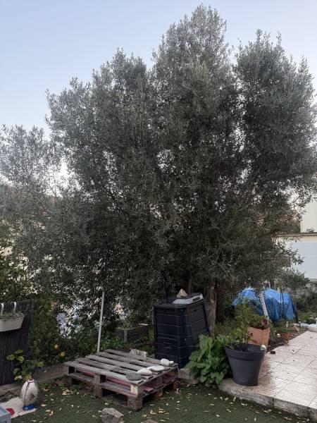 Olivier avant la taille