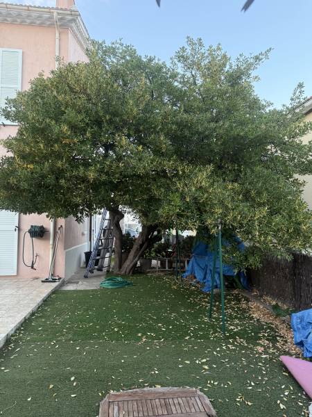 Pittosporum avant la taille