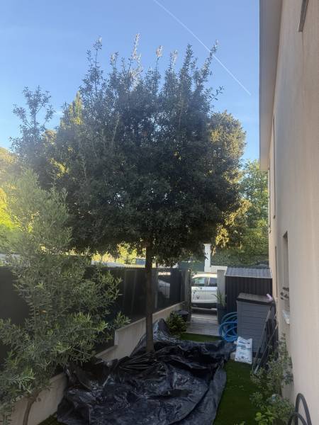 Chêne non taillé à proximité de Tours en Indre-et-Loire