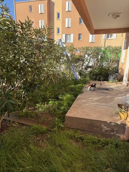 Haies avant d'être taillées