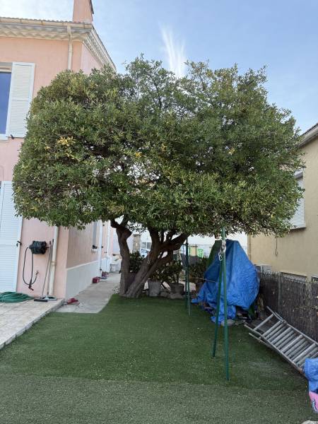 Pittosporum après la taille