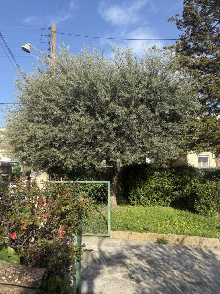 Avant taille d’un olivier à Loches à côté de Genillé