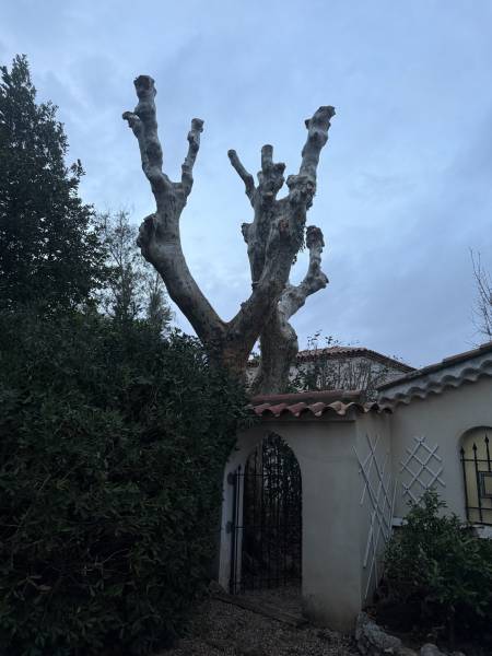 Platanes taillés proche de Hyères dans le Var