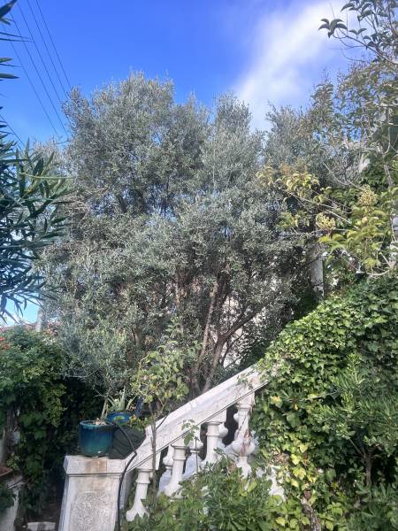 Faire appel à un jardinier pour tailler un olivier