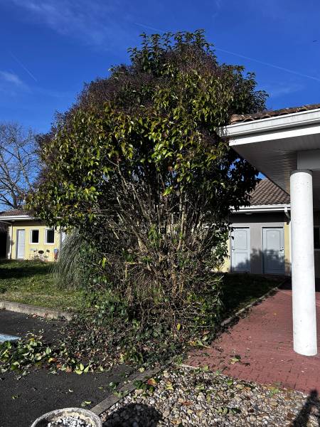 Troène à tailler à Entretien d'arbres et arbustes à Véretz à côté de Tours
