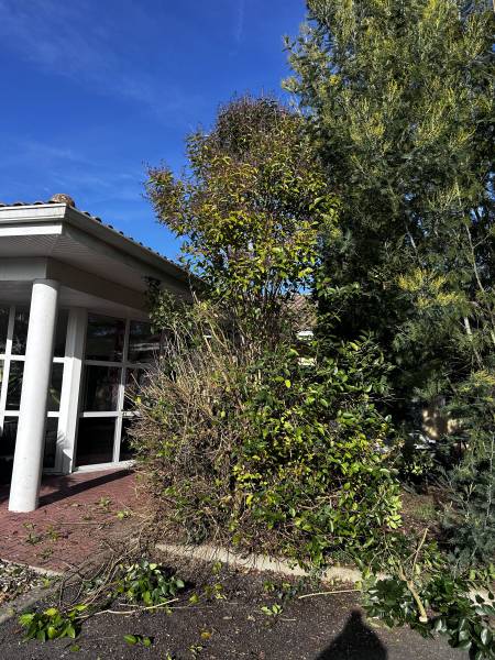 Faire appel à un jardinier professionnel pour l'entretien et la taille de vos végétaux à Véretz à côté de Montlouis-sur-Loire