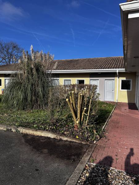 Taille de 2 troènes à Véretz à côté de Montlouis-sur-Loire