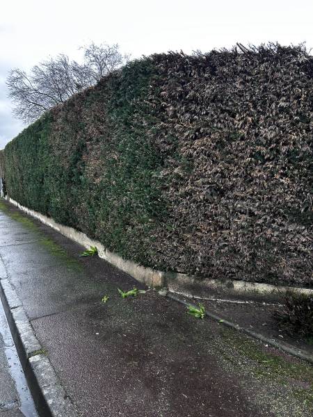 Jardiniers paysagistes pour faire tailler une haie à Chambray-lès-Tours près de Montbazon