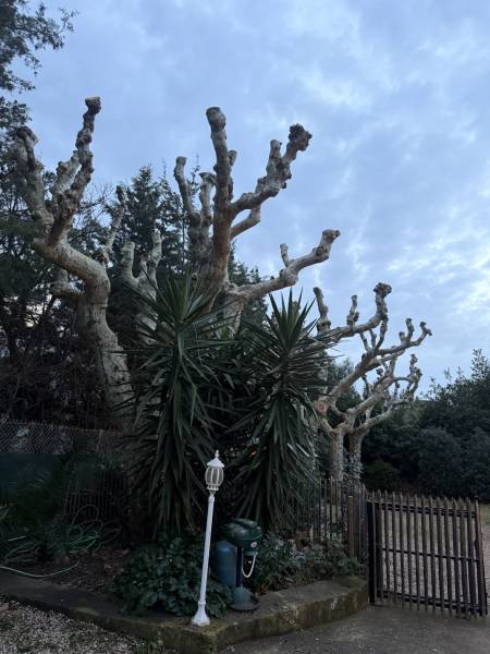 Après la taille des platanes proche de Six-fours-les-plages