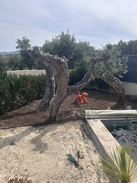 Remise en état d'un massif laissé en friche