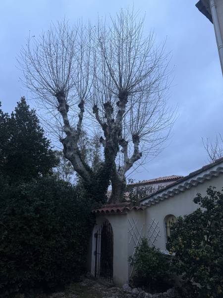 Avant la taille des platanes proche de Sanary-sur-mer 