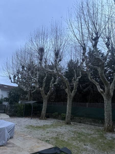 Avant élagage de platanes à Toulon