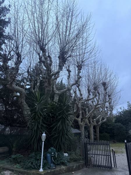 Platanes à tailler proche de Toulon dans le Var