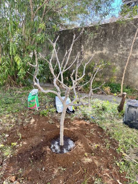 Plantation d’arbres fruitiers dans un jardin à Toulon près de Hyères