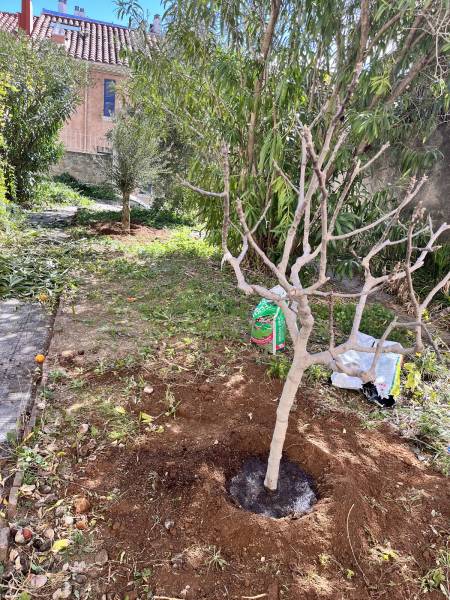 Aménagement extérieur avec la plantation d'un olivier et d'un figuier
