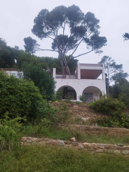 Abattre un pin encastré dans une terrasse d'une maison