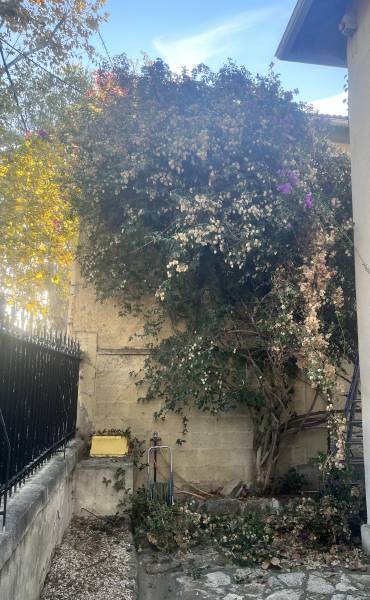 Elagage d'un bougainvillier dans un jardin 